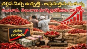 తగ్గిన మిర్చి ఉత్పత్తి వల్ల గుంటూరు మార్కెట్లో మిర్చి ధరలు పెరుగుతున్న దృశ్యం